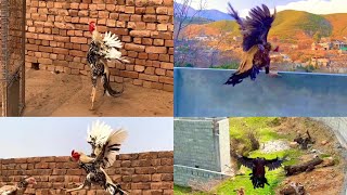 Best Rooster flying collection chicken flying [upl. by Hermia]