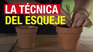 La técnica del esqueje  COMPO Jardinería [upl. by Robinia754]