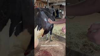 PostCesarean Wound Care Nurturing New Mothers on the Farm veterinary cows farm [upl. by Cumings]