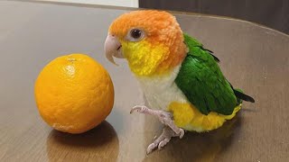 White bellied Caique Sounds  Caique Parrot Talking  Caique Parrot Dancing amp Playing [upl. by Sheehan]