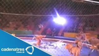 León ataca a domador de circo en Ucrania  Lion attacks tamer in Ukraine [upl. by Esinad]