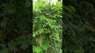 Mix plants of bitter gourd amp beans with herbal plantsshort [upl. by Ydor]