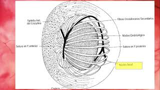 Embriología del Ojo parte 2 Cristalino [upl. by Ledba]