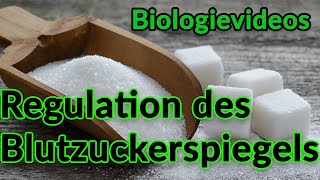 Regulation des Blutzuckerspiegels  Einfach Erklärt Bio Leistungskurs GörresGymnasium Koblenz [upl. by Glenn55]