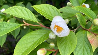 Stewartia Stewartia pseudocamilla [upl. by Akaya]