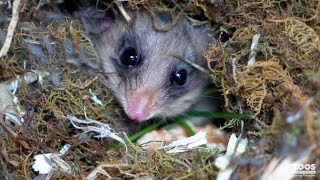 Lights off for Mountain Pygmypossums [upl. by Atinna726]