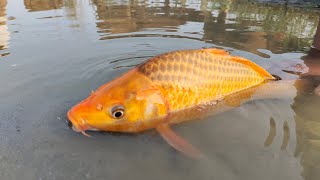 Jumbo Toy Assamble is livevideo  Traditional village boy fish catching video in River 2024 [upl. by Tiffany989]