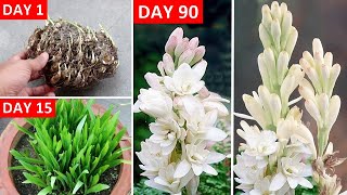 How To GROW TuberoseRajnigandha RIGHT Way at RIGHT Time [upl. by Ahcarb]