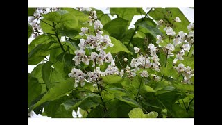 Catalpa común o Árbol Indio Catalpa bignonioides [upl. by Oika]