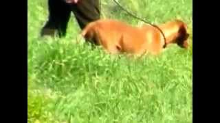 bracco ungherese  vizsla allenamento prova di caccia [upl. by Airamak]