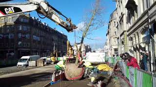 Des arbres le long du tram de Luxembourg [upl. by Alexis803]