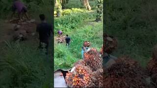 Harvesting Tons of Oil Palm Fruit HappyFarm85 satisfying shorts [upl. by Newg624]