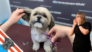 Grooming a shih tzu  Beautiful haircut for an elderly dog [upl. by Onitsuj244]