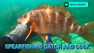 Spearfishing Catch amp Cook Whelk and Morwong in Tasmania Species ID Chillout  BEACH HERMIT EP 32 [upl. by Enialem]