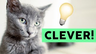 Diese 5 Katzenrassen sind richtig schlau 🐈💡 [upl. by Namra]