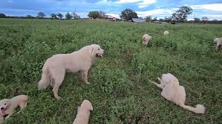 PROFESSIONAL Maremma patrol amp lets talk PERSONALITIES [upl. by Christianson]