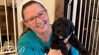 Mini Schnoodle puppies first bath our puppy nursery Goldendoodle puppies Schnoodle puppies [upl. by Colbert]