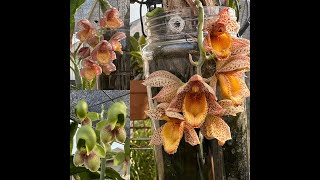 Fall Catasetum Blooms [upl. by Orrocos]