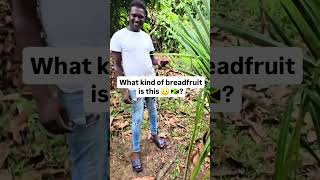 Breadfruit Here Belong To The Rainbow Family 👀 jamaica shorts viral [upl. by Rentsch]