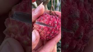 Lichi cuttingWait for end shortgarden lichi fruit yt garden youtube lichifruit [upl. by Hoenack383]