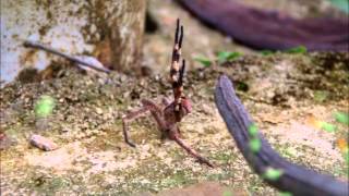 AttackDefense of brazilian wandering spider  the worlds most venomous spider [upl. by Kurzawa610]