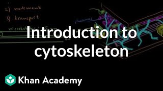 Introduction to cytoskeleton  Cells  MCAT  Khan Academy [upl. by Nylarej393]