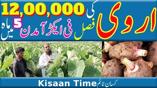 Arvi ki kasht in pakistan Arbi ki kasht in pakistan Arbi ki kasht اروی کی کاشت Kisan time کسان ٹائم [upl. by Akisej]