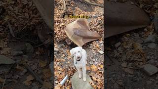 A British Hillman car Renfrew Ontario puppy automobile abandoned explore hiking outdoors [upl. by Seafowl]