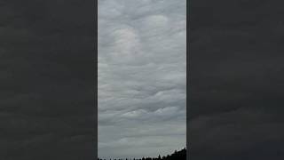 Asperatus undulatus 14724 [upl. by Coulson]