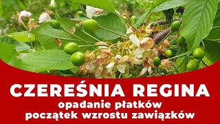 🍒 CZEREŚNIA – opadanie płatkówpoczątek wzrostu zawiązków odc 6 [upl. by Page69]