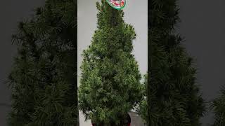 Discover our Picea Glauca Conica🎄 [upl. by Gale]