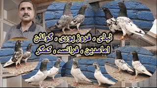 Teddi kmgr ferozpuri golden fransa imamdin breeds ky pigeon pairs [upl. by Cari]