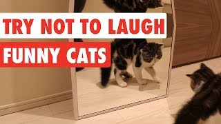 Try Not To Laugh  Funny Cat Video Compilation 2017 [upl. by Eb]