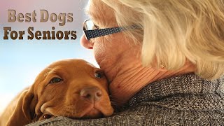 Top 12 Dog Breeds For Seniors amp Elderly [upl. by Ellecrad]