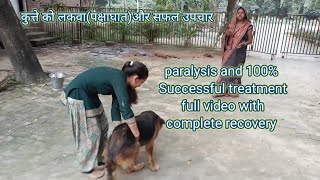 Paralysis in dog and successful treatment  paralysis video with full recovery DrAlokVetClub [upl. by Gnivri]