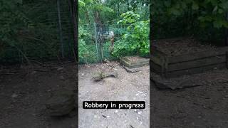 Freeze Mr Fox 🦊 🐓nature animals robbery fox chicken subscribe [upl. by Ardnod545]