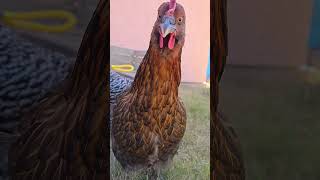 Its EggNog But Smokey had to show herself lol chicken chickenyard backyardflock chicken [upl. by Griffie]