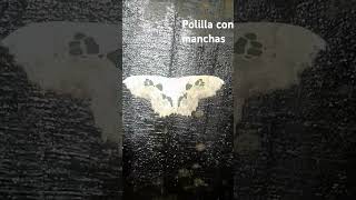 Polilla filmada de noche🦋insecto [upl. by Ruprecht]