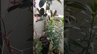 Beautiful plants  nature  viral short [upl. by Nylekoorb977]