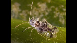 Corythucha ciliata Pillole di Entomologia matesina [upl. by Hanahs]