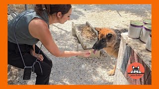 Rescued German Shepherds Get a Food Parcel [upl. by Soracco284]