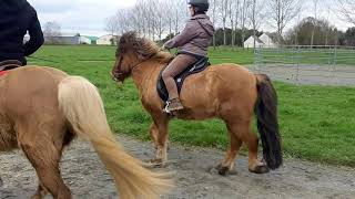 Démonstration de tölt des chevaux Islandais du Don [upl. by Rania]