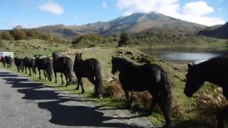 transhumance Pyrénées Merens HPS arrivée etang baja [upl. by Nohtanhoj]