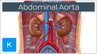 Abdominal Aorta  Branches and Anatomy  Human Anatomy  Kenhub [upl. by Notsuoh]