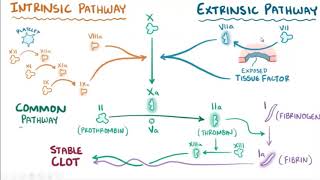 clotting mechanism  intrinsic and extrinsic pathway of coagulation بالعربي [upl. by Jillana]