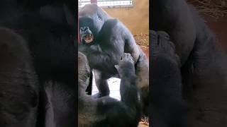 This may sound menacing It is however the sound of these males playing gorilla playfight [upl. by Glogau]