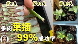 必看！经过3个月记录多肉植物叶插繁殖的全过程，从零开始到出根出芽长茎秆，多久浇水一次什么时候晒太阳全部公开花花世界 [upl. by Secnirp652]