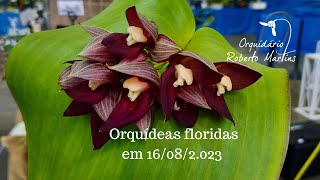 Orquídeas e microorquídeas floridas em 16082023 [upl. by Gilbertson]