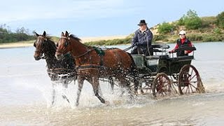 Les Joies de LAttelage équitation [upl. by Tomlin]