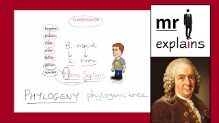 mr i explains The Linnaean Classification System and the construction of Phylogenic Trees [upl. by Hinda]